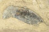 Plate of Fossil Pterosaur (Pteranodon) Bones - Kansas #228299-2
